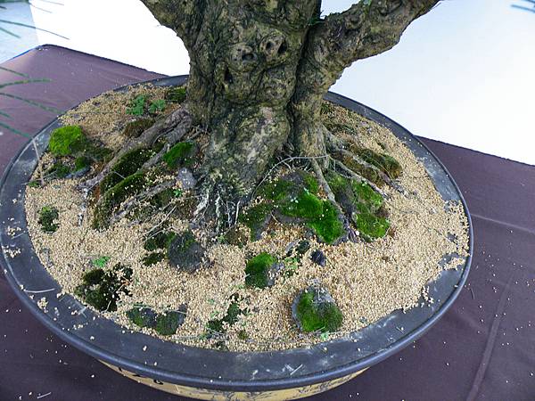 DSCF0336.JPG DSCF0336.JPG