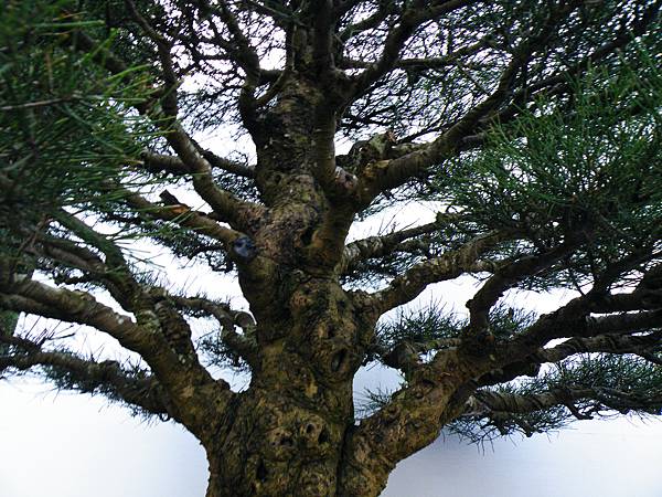 DSCF0337.JPG DSCF0337.JPG