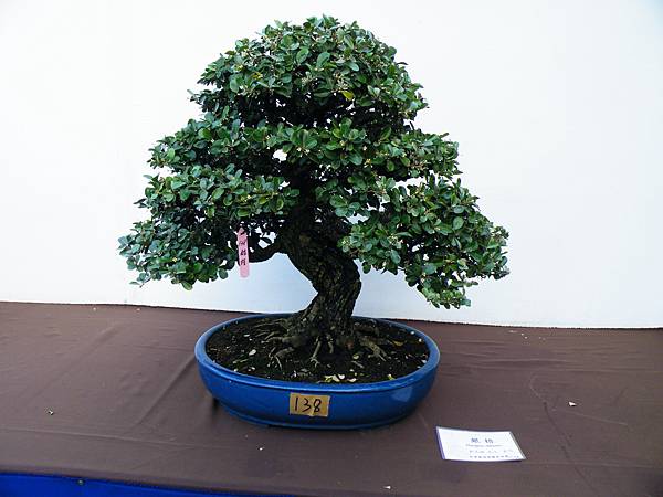 DSCF0338.JPG DSCF0338.JPG