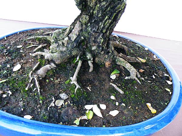 DSCF0339.JPG DSCF0339.JPG