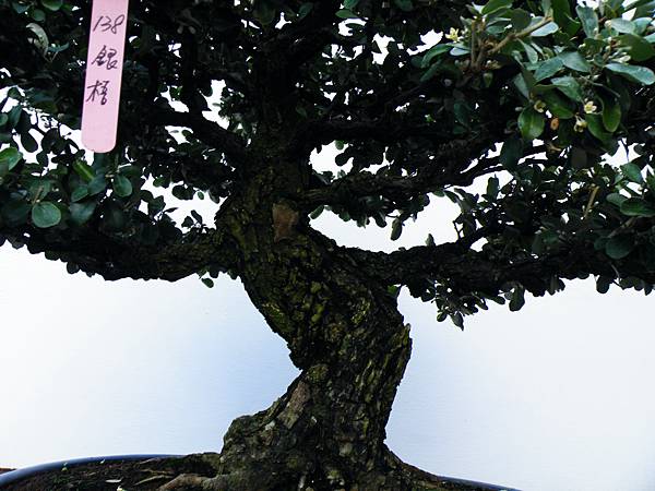 DSCF0340.JPG DSCF0340.JPG