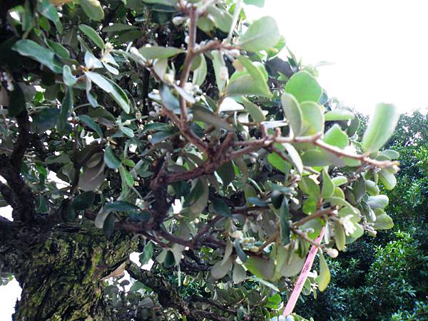 DSCF0342.JPG DSCF0342.JPG