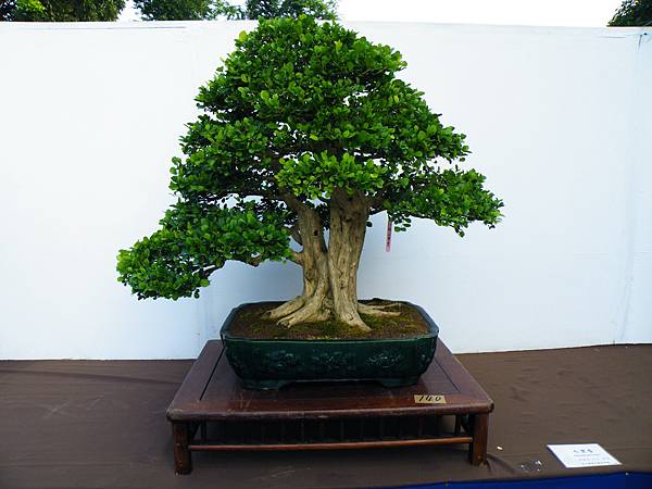 DSCF0343.JPG DSCF0343.JPG