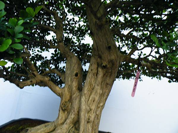 DSCF0345.JPG DSCF0345.JPG