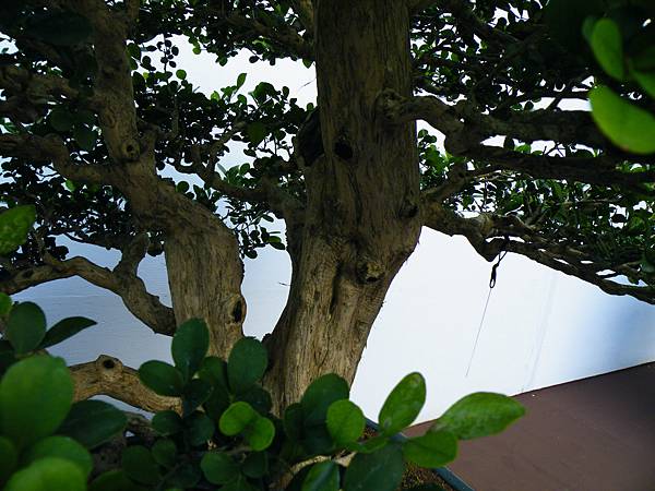 DSCF0346.JPG DSCF0346.JPG