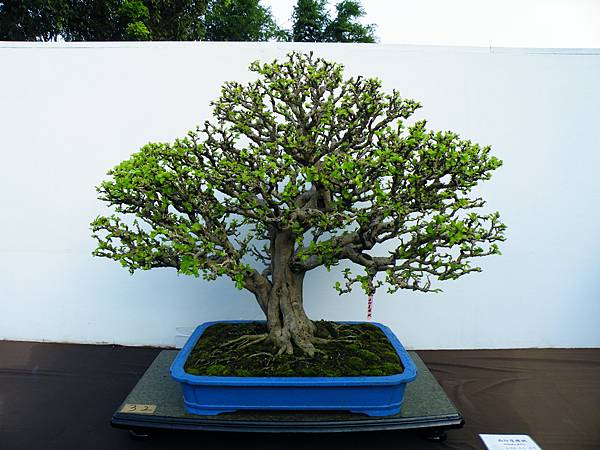 DSCF0347.JPG DSCF0347.JPG