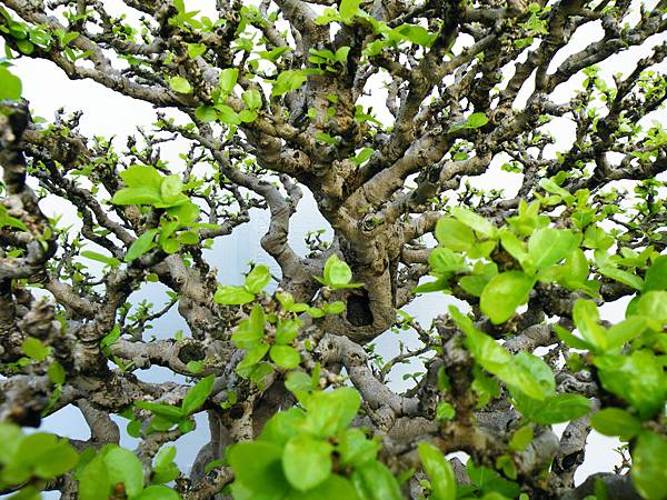 DSCF0350.JPG DSCF0350.JPG