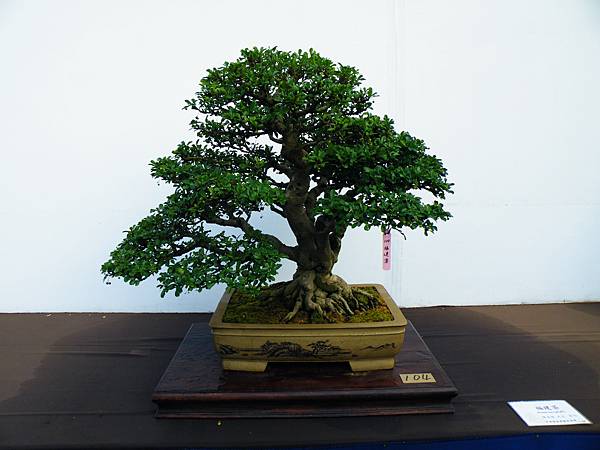 DSCF0351.JPG DSCF0351.JPG