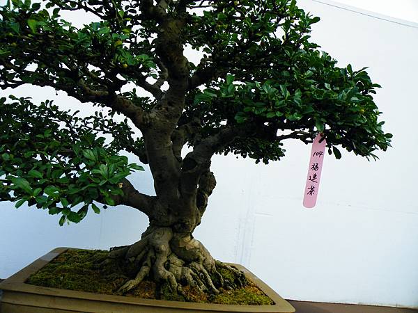 DSCF0352.JPG DSCF0352.JPG