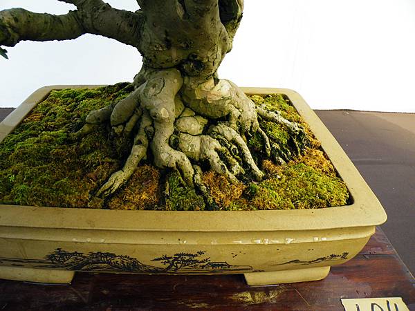 DSCF0353.JPG DSCF0353.JPG