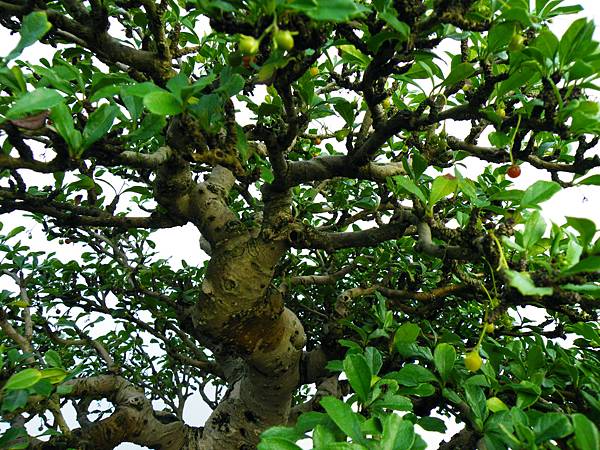 DSCF0354.JPG DSCF0354.JPG