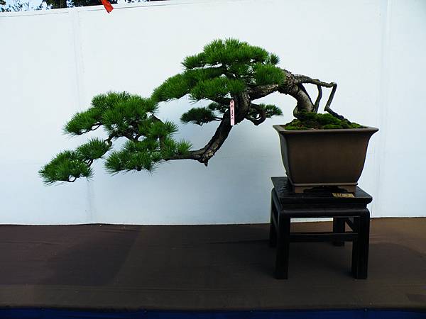 DSCF0355.JPG DSCF0355.JPG