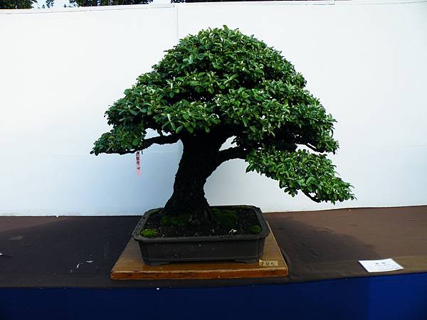 DSCF0358.JPG DSCF0358.JPG