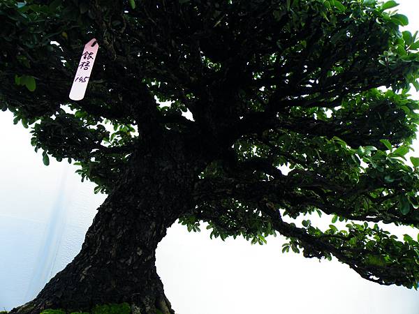 DSCF0360.JPG DSCF0360.JPG