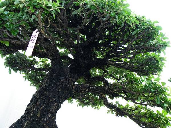 DSCF0361.JPG DSCF0361.JPG