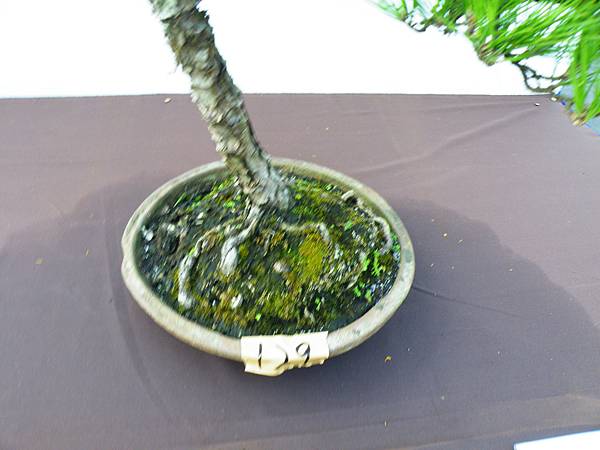 DSCF0366.JPG DSCF0366.JPG