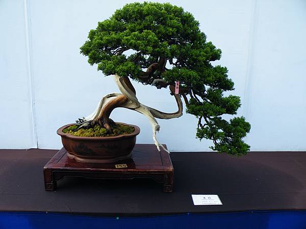 DSCF0367.JPG DSCF0367.JPG