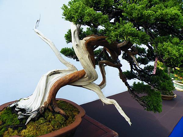 DSCF0368.JPG DSCF0368.JPG