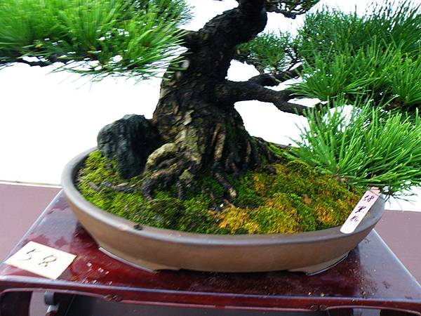 DSCF0370.JPG DSCF0370.JPG