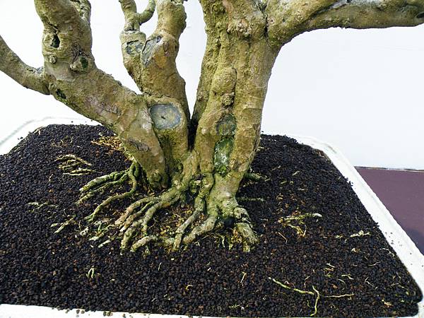 DSCF0373.JPG DSCF0373.JPG