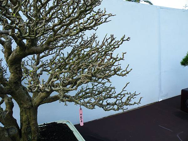 DSCF0375.JPG DSCF0375.JPG