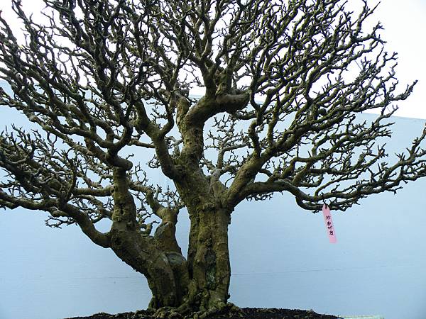 DSCF0376.JPG DSCF0376.JPG