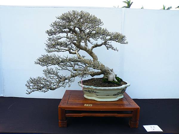 DSCF0378.JPG DSCF0378.JPG