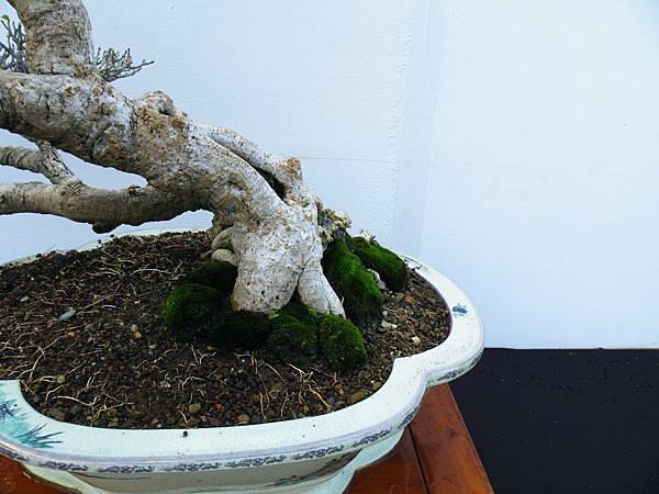 DSCF0379.JPG DSCF0379.JPG