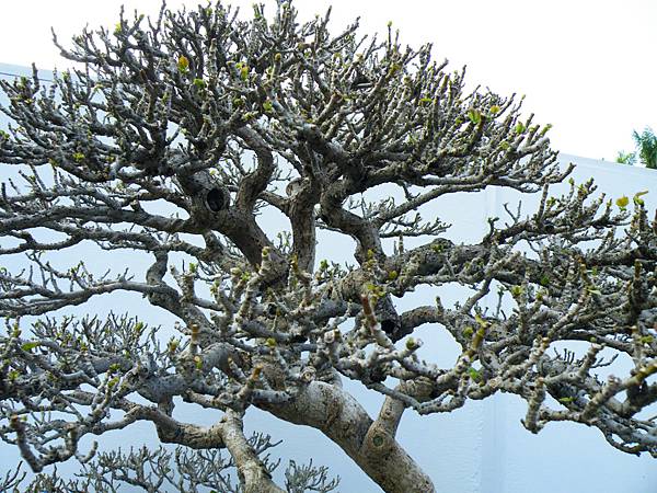 DSCF0380.JPG DSCF0380.JPG