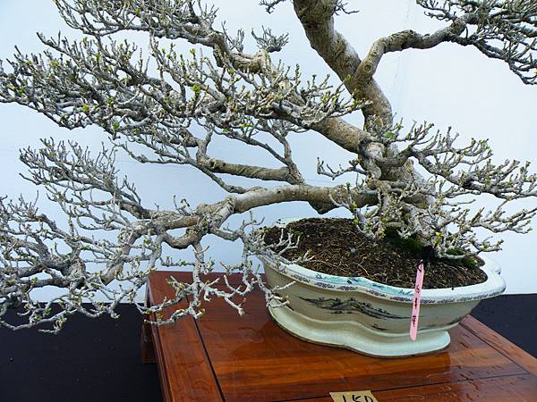 DSCF0381.JPG DSCF0381.JPG