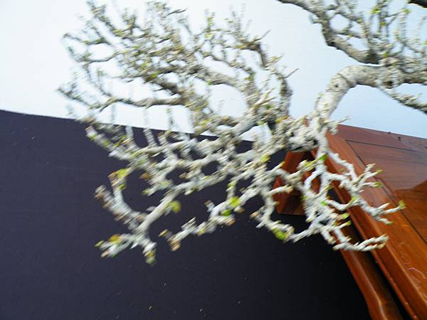 DSCF0382.JPG DSCF0382.JPG