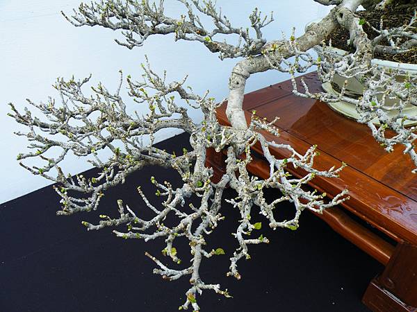 DSCF0383.JPG DSCF0383.JPG