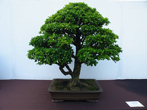 DSCF0384.JPG DSCF0384.JPG