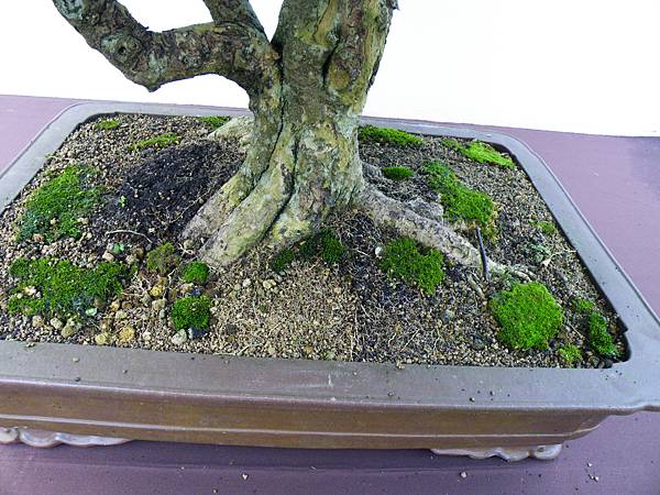 DSCF0385.JPG DSCF0385.JPG