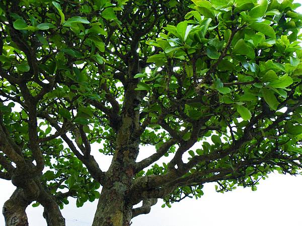 DSCF0386.JPG DSCF0386.JPG