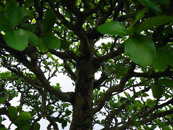 DSCF0387.JPG DSCF0387.JPG