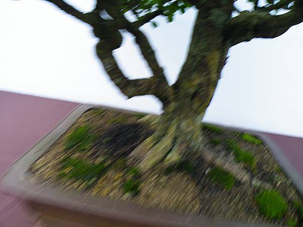 DSCF0388.JPG DSCF0388.JPG