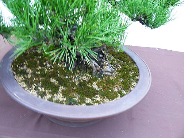 DSCF0391.JPG DSCF0391.JPG