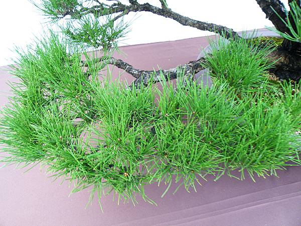 DSCF0393.JPG DSCF0393.JPG