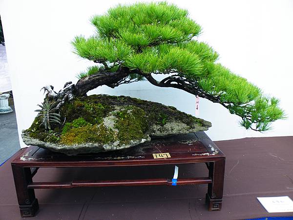 DSCF0394.JPG DSCF0394.JPG