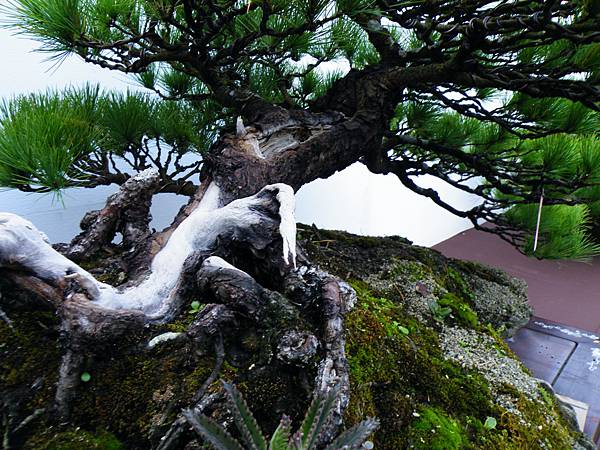 DSCF0395.JPG DSCF0395.JPG