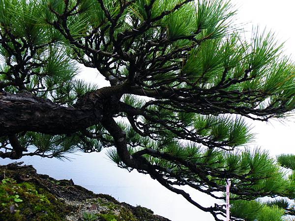 DSCF0396.JPG DSCF0396.JPG