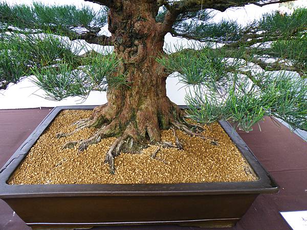 DSCF0398.JPG DSCF0398.JPG