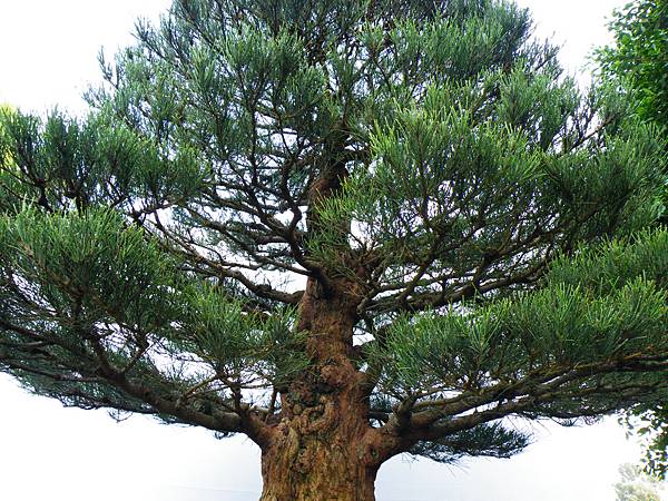 DSCF0399.JPG DSCF0399.JPG