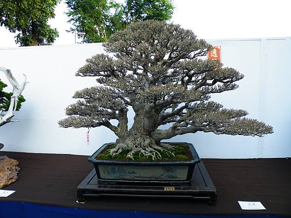 DSCF0400.JPG DSCF0400.JPG