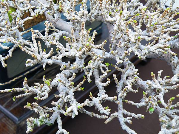 DSCF0405.JPG DSCF0405.JPG