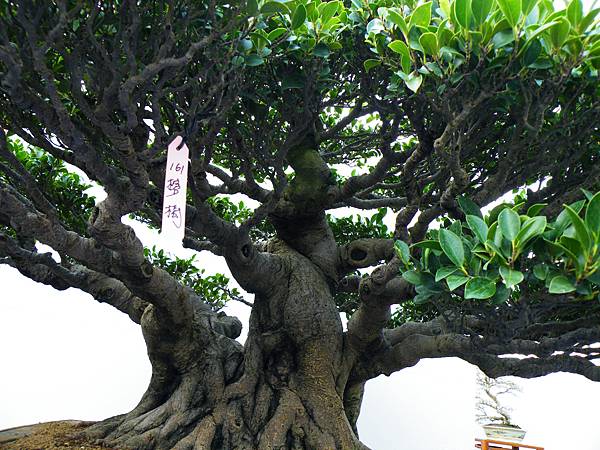 DSCF0414.JPG DSCF0414.JPG