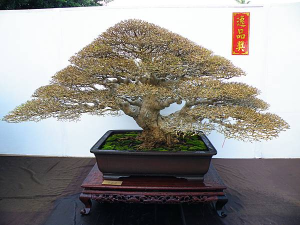 DSCF0415.JPG DSCF0415.JPG