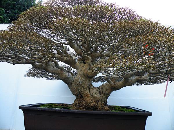 DSCF0417.JPG DSCF0417.JPG