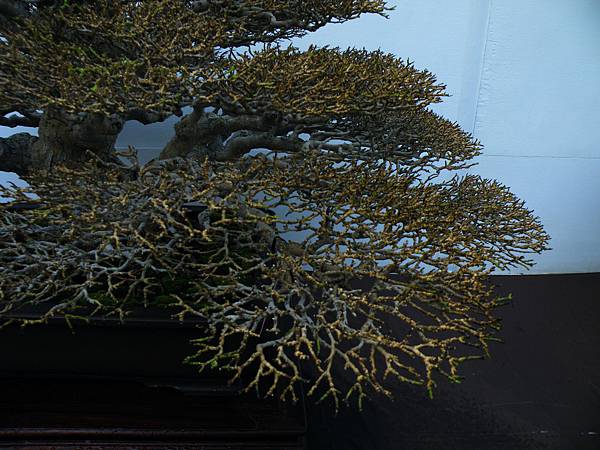 DSCF0418.JPG DSCF0418.JPG